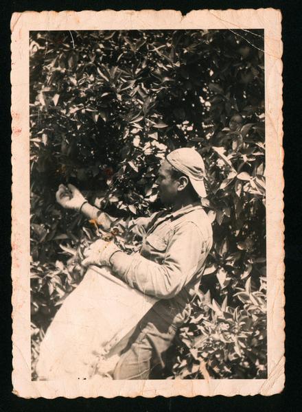 Pizca Naranja, Santa Paula,California, 1953.jpg