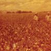 bracero in cotton field.jpg