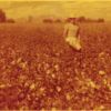 cotton field picking.jpg