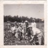 Pizca algodon Arkansas (back row, 2dn front to back -no hat-).jpg